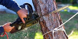Best Utility Line Clearance  in Hydesville, CA
