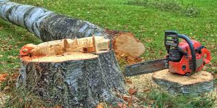 Best Tree and Shrub Care  in Hydesville, CA