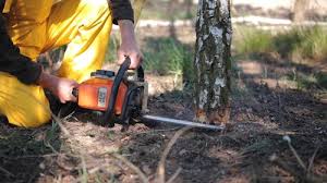 Best Lawn Renovation and Restoration  in Hydesville, CA