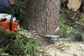 Best Tree Fertilization  in Hydesville, CA