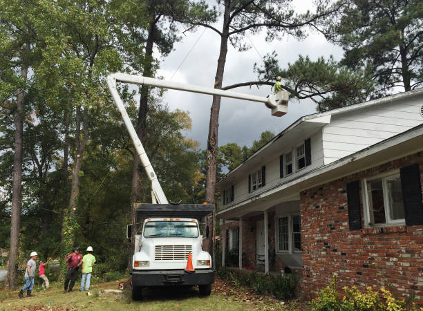 Best Tree Trimming and Pruning  in Hydesville, CA