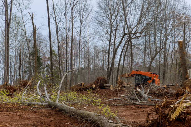 Hydesville, CA Tree Care Company
