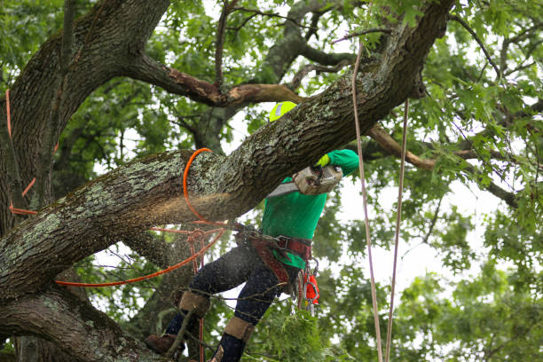 Best Tree Preservation Services  in Hydesville, CA
