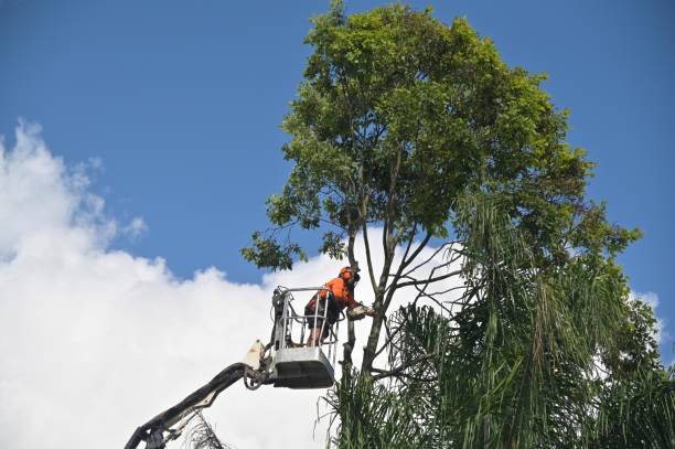Best Tree Trimming and Pruning  in Hydesville, CA