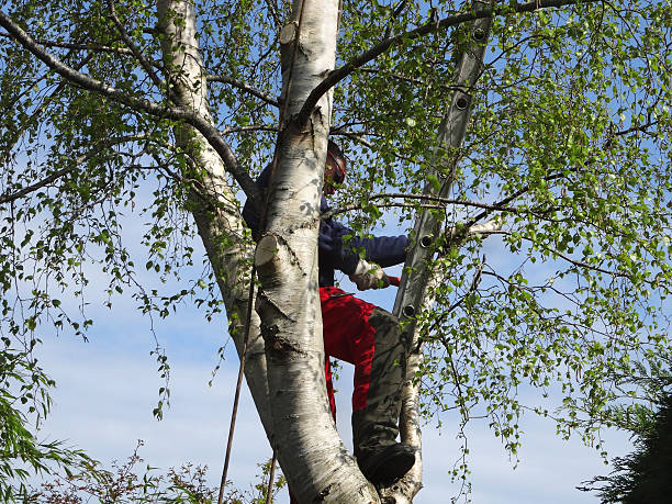 How Our Tree Care Process Works  in  Hydesville, CA