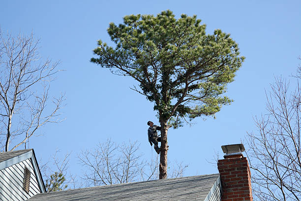 Best Tree Health Inspection  in Hydesville, CA
