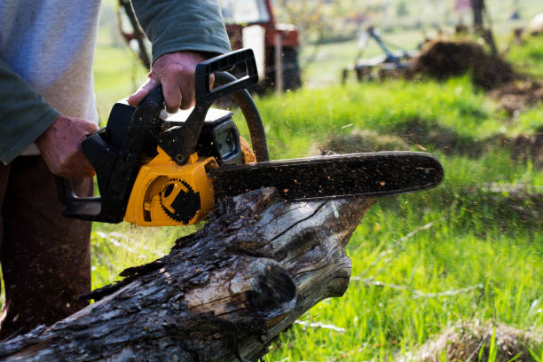 Best Commercial Tree Services  in Hydesville, CA