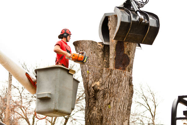 Best Storm Damage Tree Cleanup  in Hydesville, CA